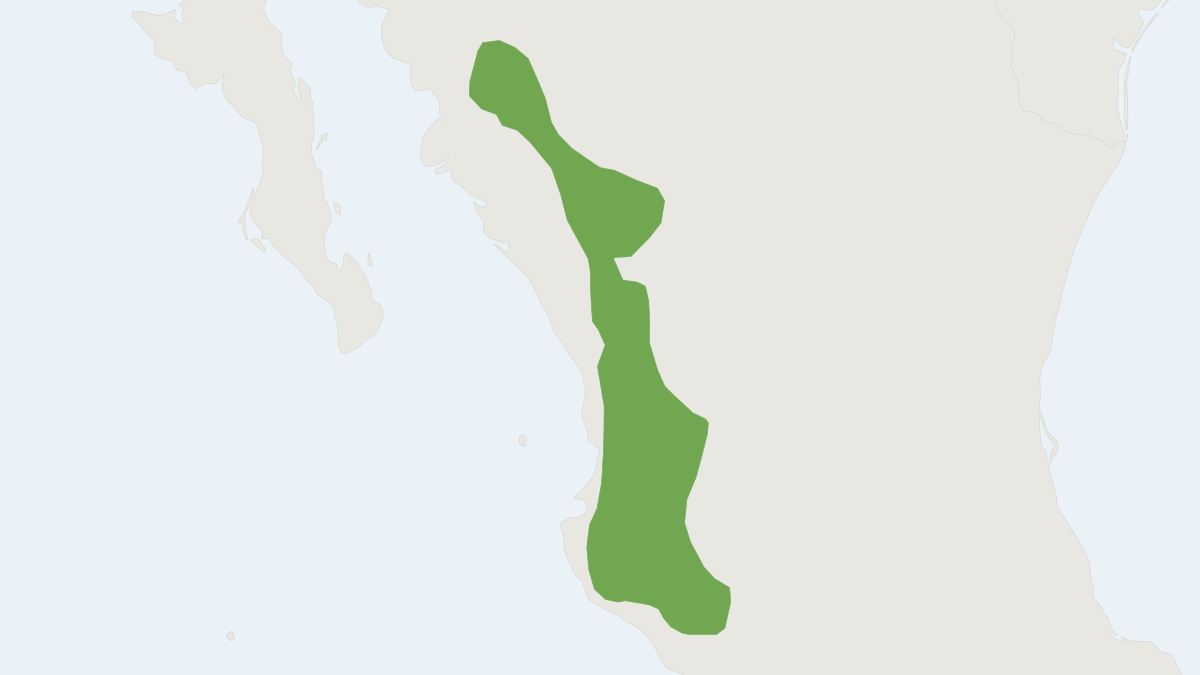Range map of the Gleaning Deer Mouse (Peromyscus spicilegus)