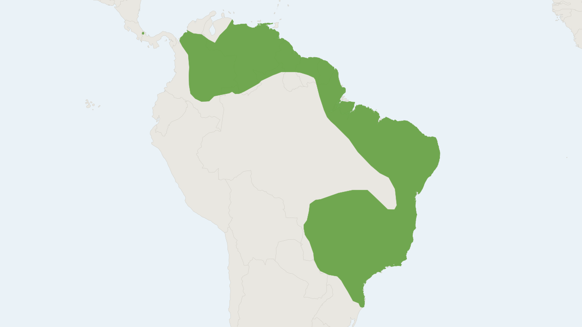 Range map of the Golden Bat (Mimon bennettii)