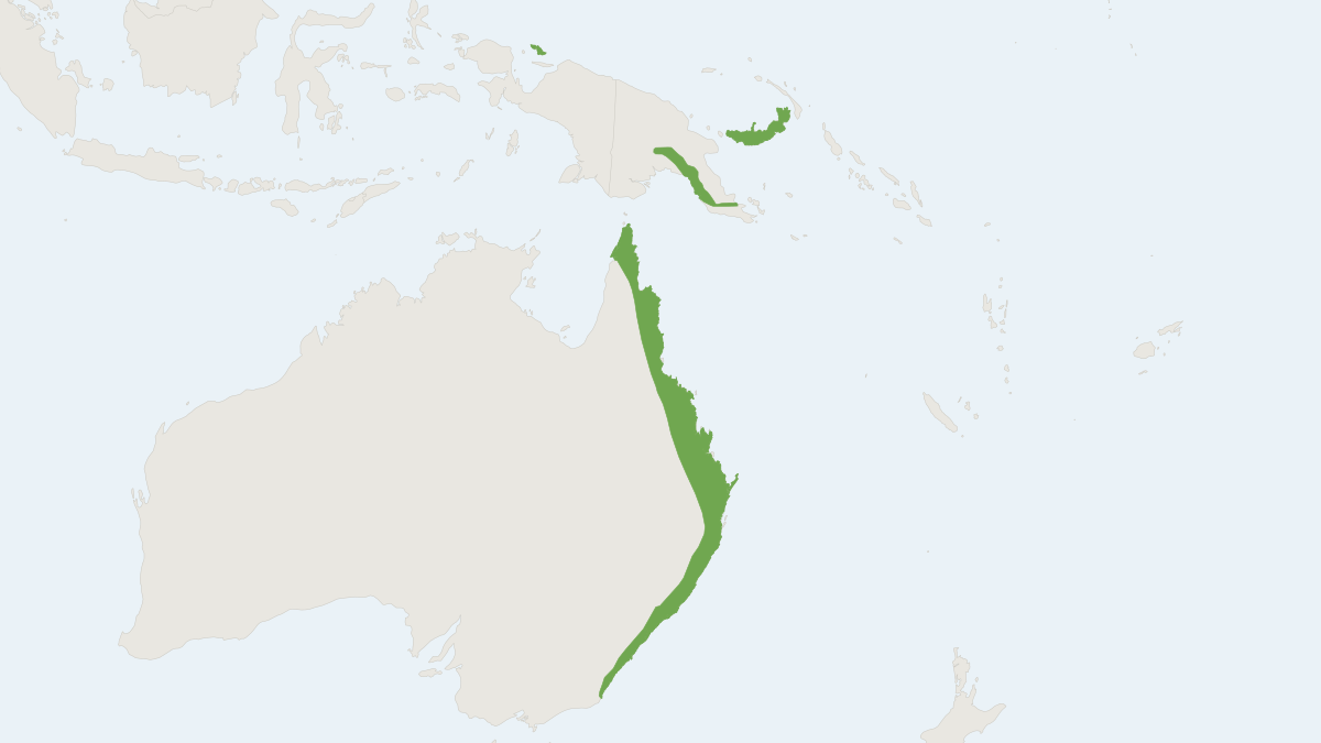 Range map of the Golden-tipped Bat (Phoniscus papuensis)