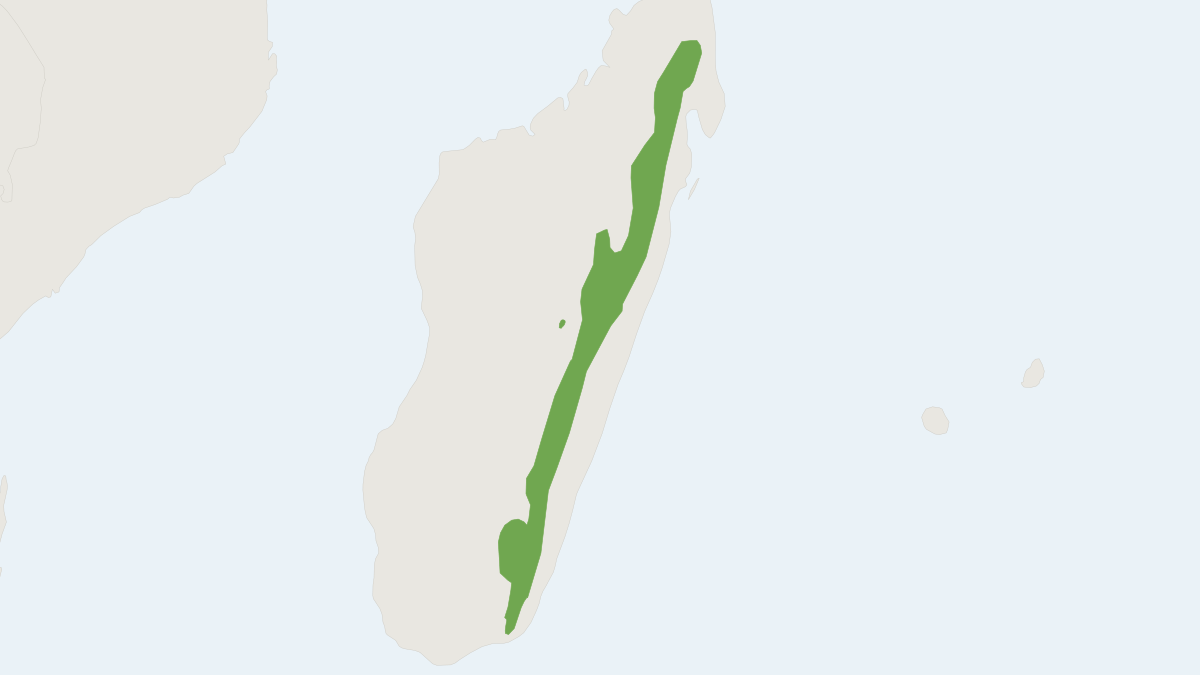 Range map of the Gracile Shrew Tenrec (Microgale gracilis)