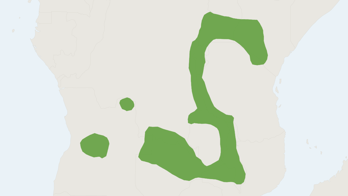 Range map of the Gray-bellied Mouse (Mus triton)