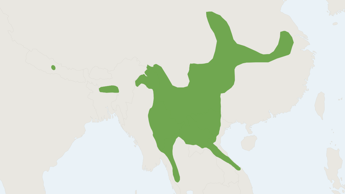 Range map of the Great Evening Bat (Ia io)