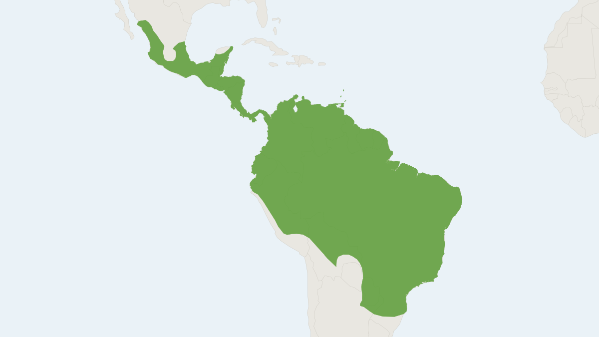 Range map of the Great Fruit-eating Bat (Artibeus lituratus) covering Argentina, Belize and Bolivia