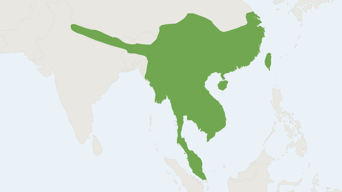 Range map of the Great Himalayan Leaf-nosed Bat (Hipposideros armiger)