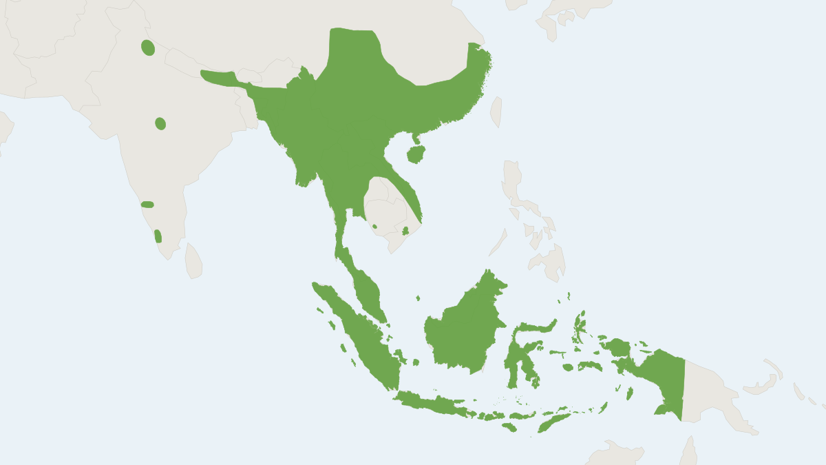Range map of the Great Woolly Horsehoe Bat (Rhinolophus luctus)