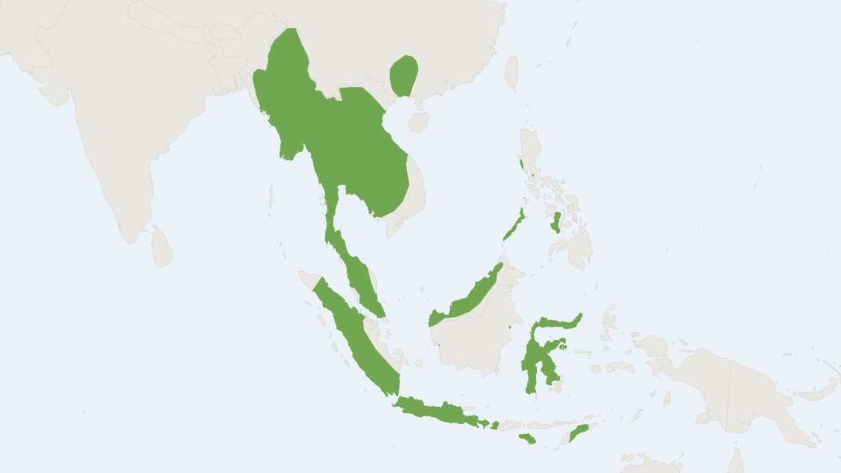Range map of the Greater Bamboo Bat (Tylonycteris robustula)