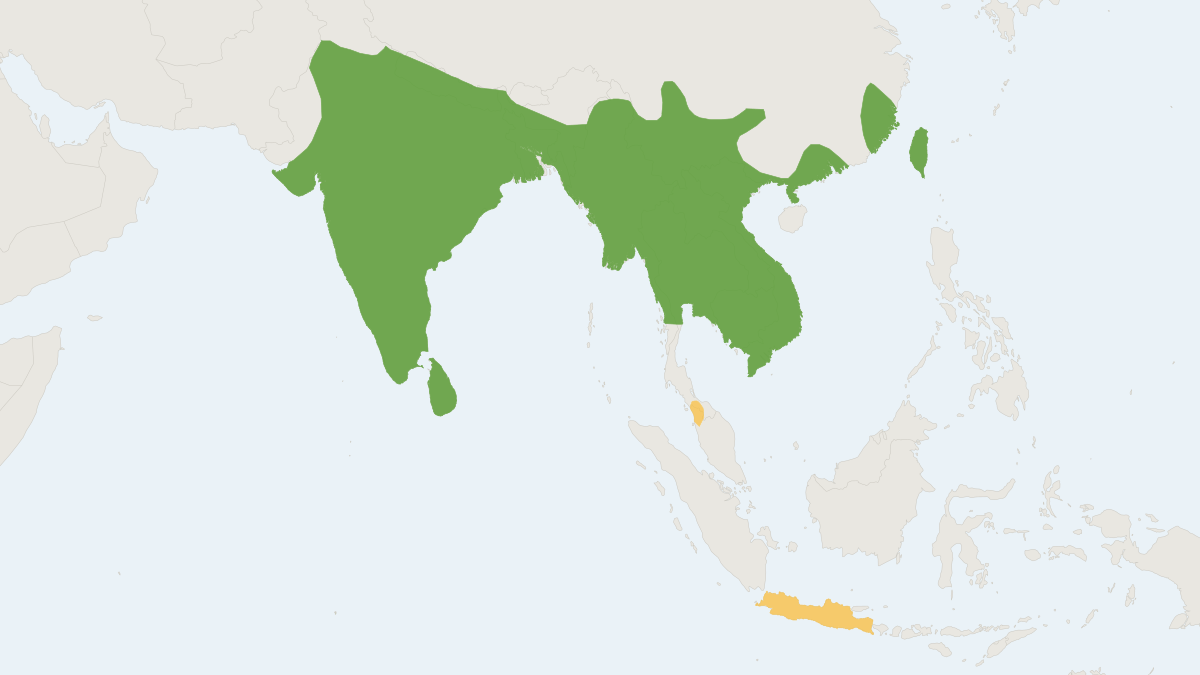Range map of the Greater Bandicoot Rat (Bandicota indica) covering Bangladesh, Cambodia and China