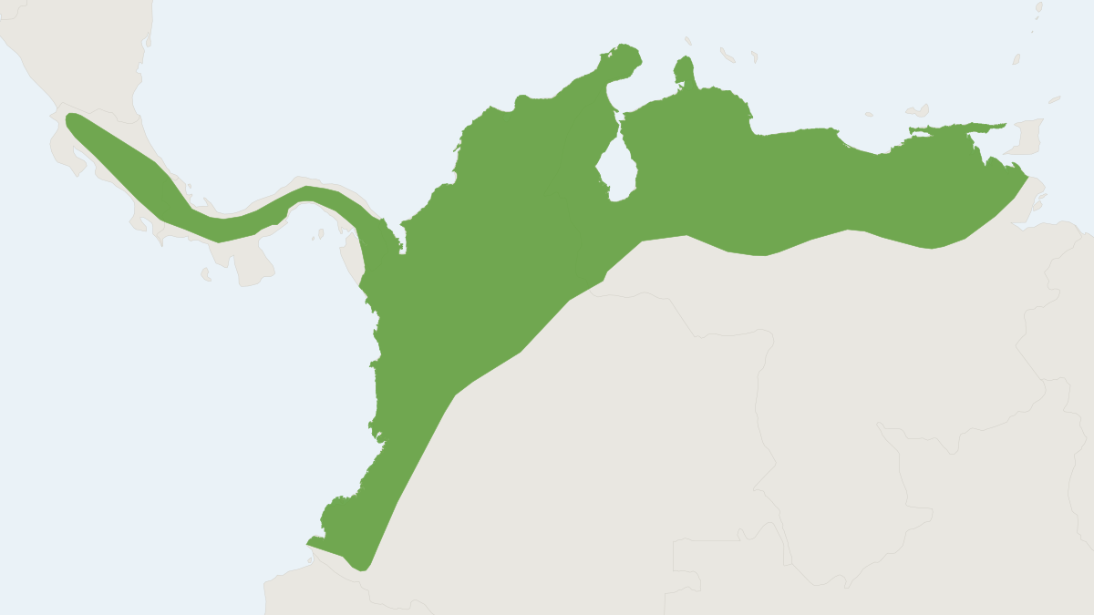 Range map of the Greater Broad-nosed Bat (Platyrrhinus vittatus)