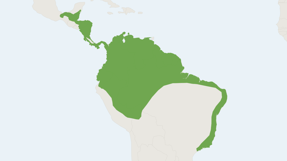 Range map of the Greater Dog-like Bat (Peropteryx kappleri)