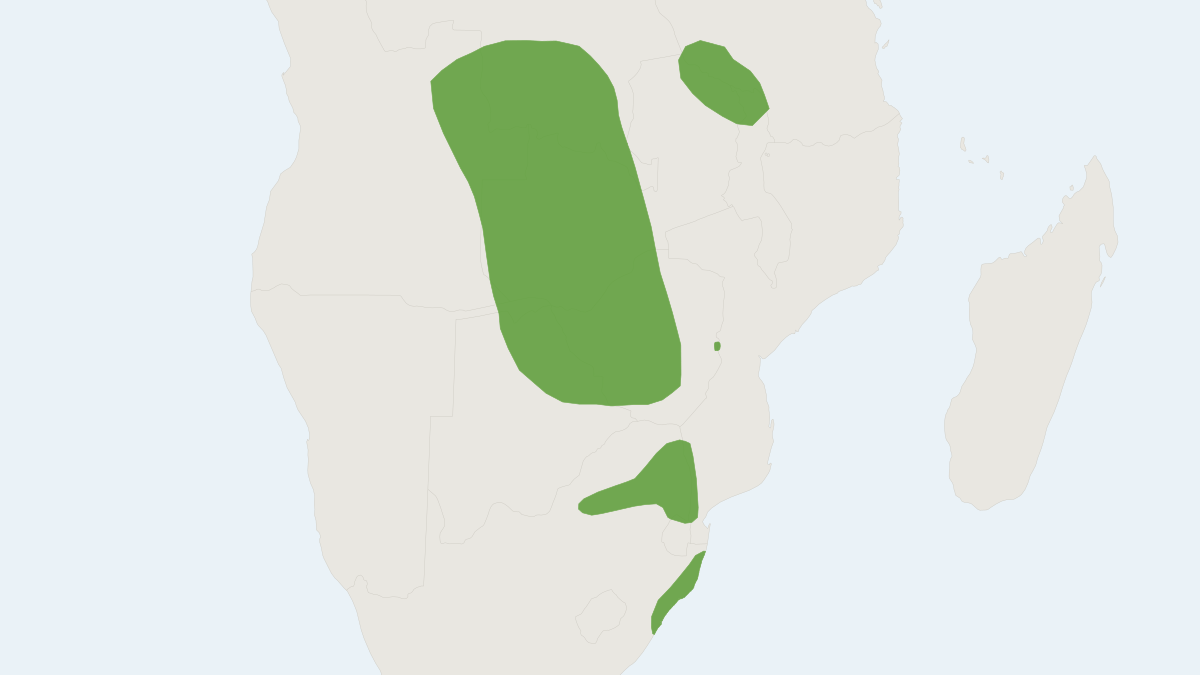 Range map of the Greater Dwarf Shrew (Suncus lixa)