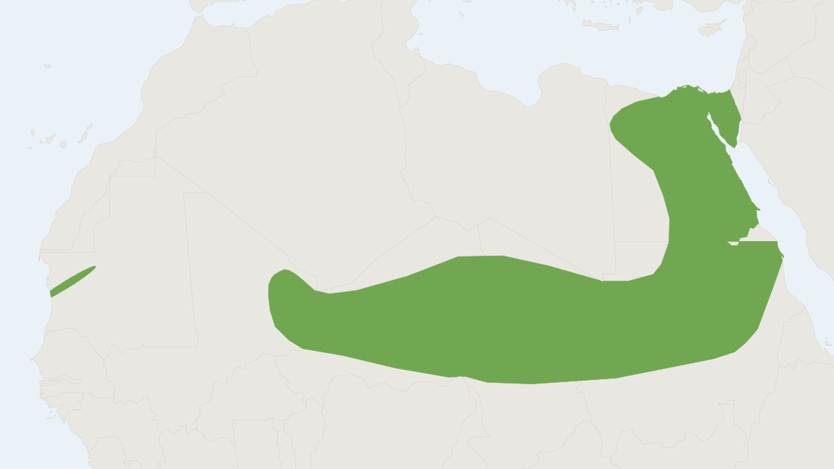 Range map of the Greater Egyptian Gerbil (Gerbillus pyramidum)