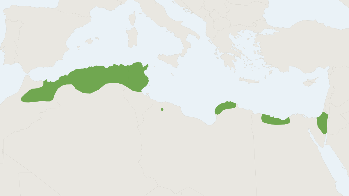 Range map of the Greater Egyptian Jerboa (Jaculus orientalis)