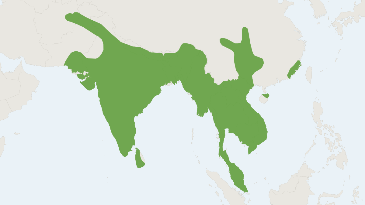 Range map of the Greater False Vampire (Lyroderma lyra)