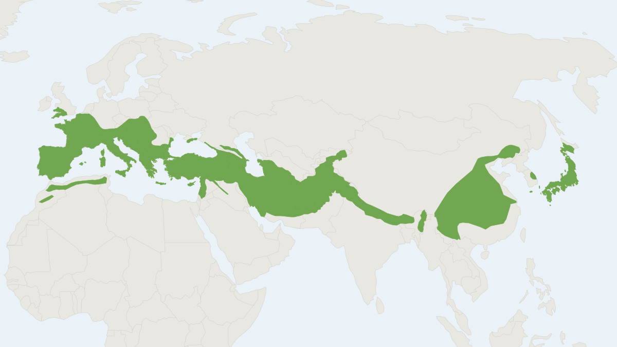 Range map of the Greater Horseshoe Bat (Rhinolophus ferrumequinum)