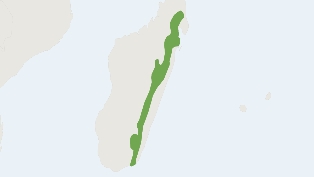 Range map of the Greater Long-tailed Shrew Tenrec (Microgale principula)