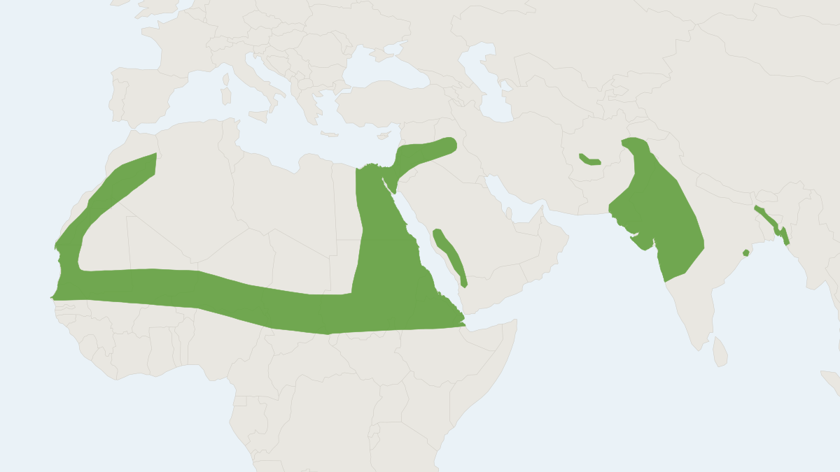 Range map of the Greater Mouse-tailed Bat (Rhinopoma microphyllum)