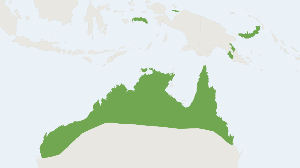 Range map of the Greater Northern Free-tailed Bat (Mops jobensis) covering Australia, Indonesia and Papua New Guinea