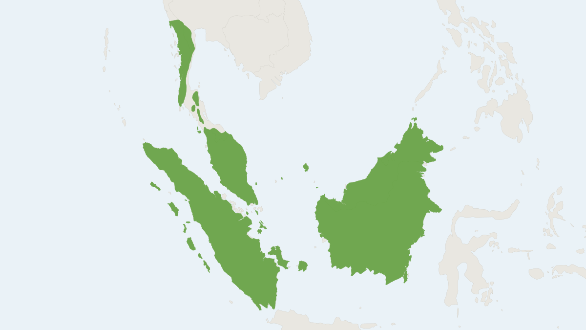 Range map of the Greater Oriental Chevrotain (Tragulus napu)