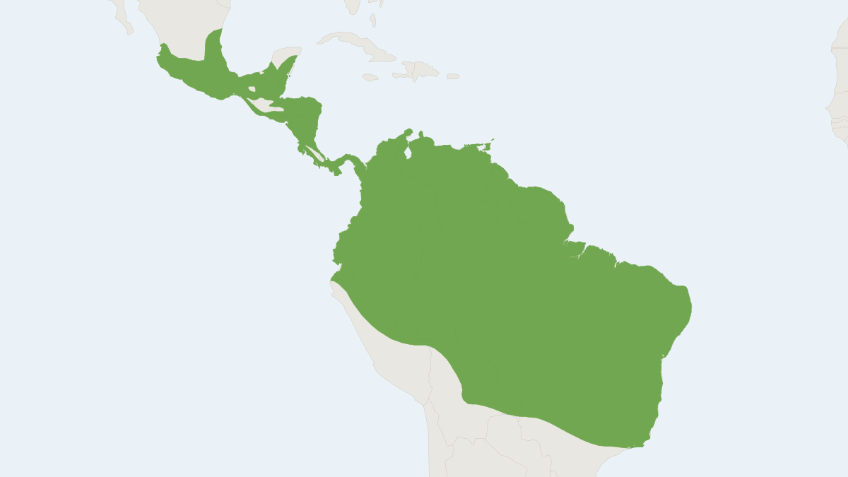Range map of the Greater Sac-winged Bat (Saccopteryx bilineata)