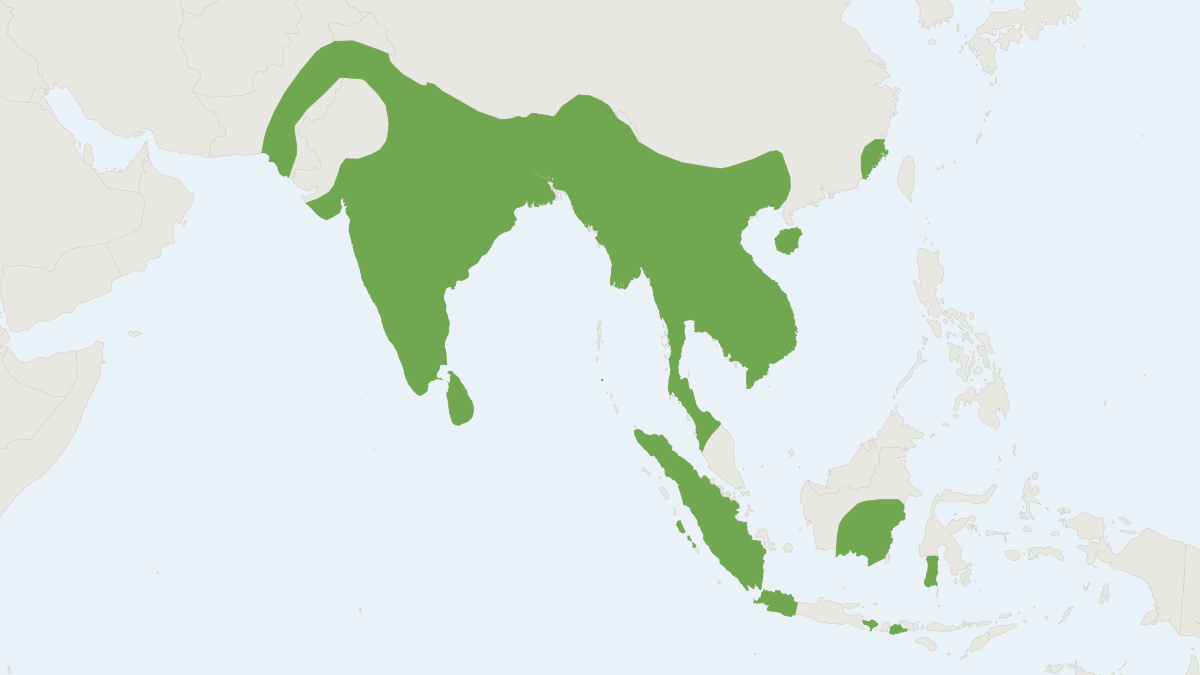 Range map of the Greater Shortnosed Fruit Bat (Cynopterus sphinx)