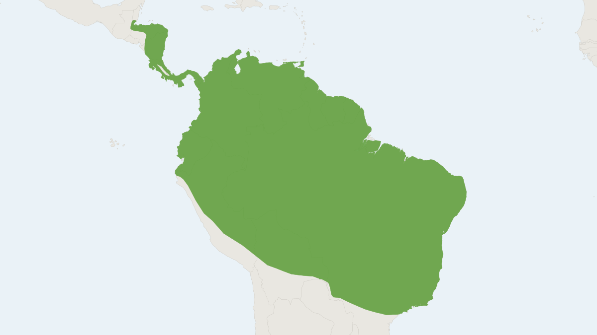 Range map of the Greater Spear-nosed Bat (Phyllostomus hastatus)