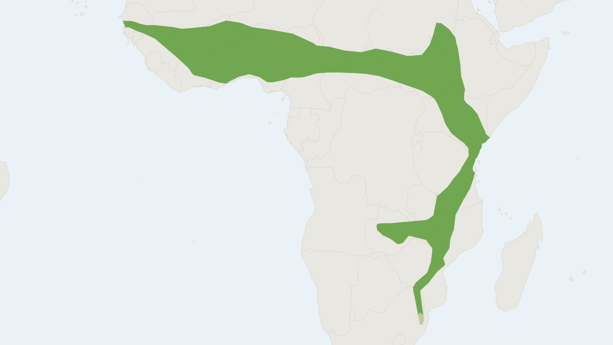 Range map of the Greenish Yellow Bat (Scotophilus viridis)