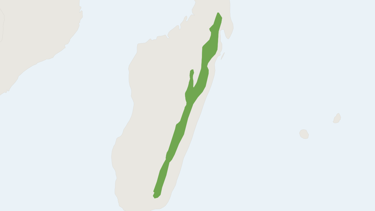 Range map of the Gregarious Short-tailed Rat (Brachyuromys ramirohitra) covering Madagascar