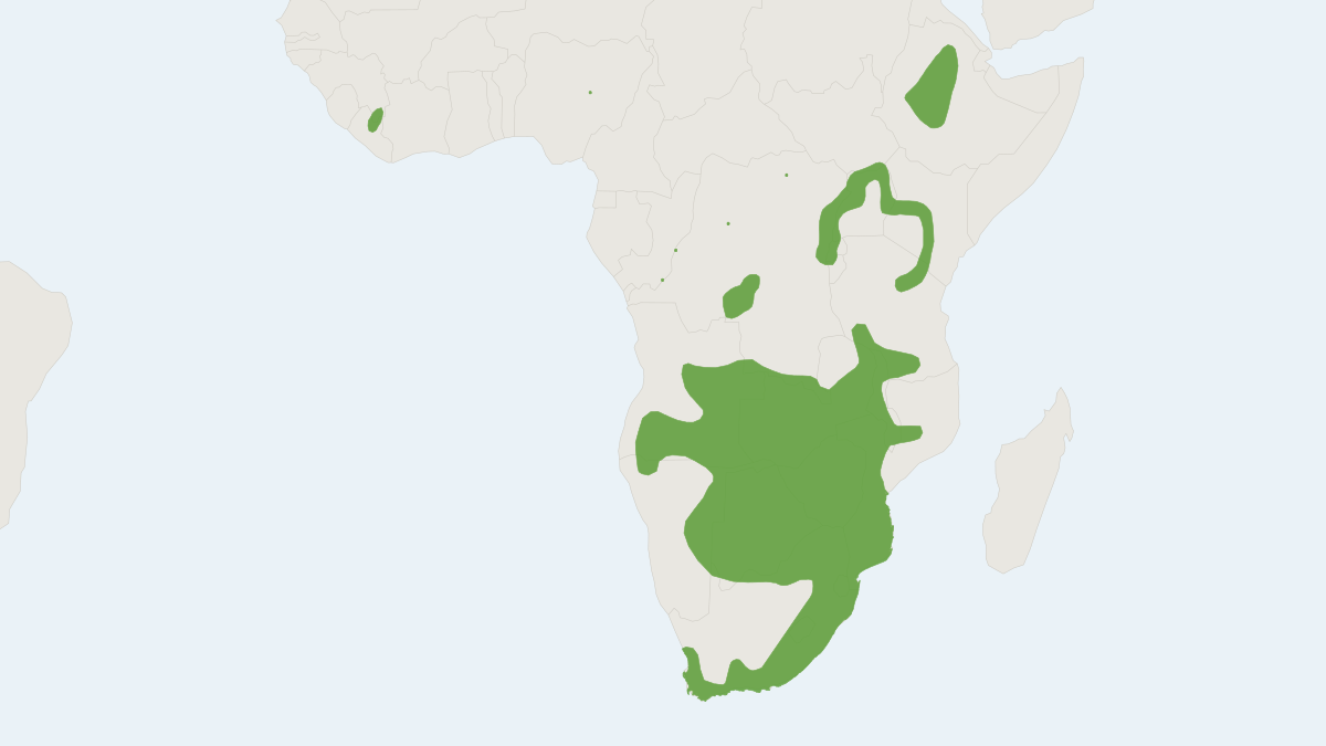 Range map of the Grey African Climbing Mouse (Poemys melanotis)