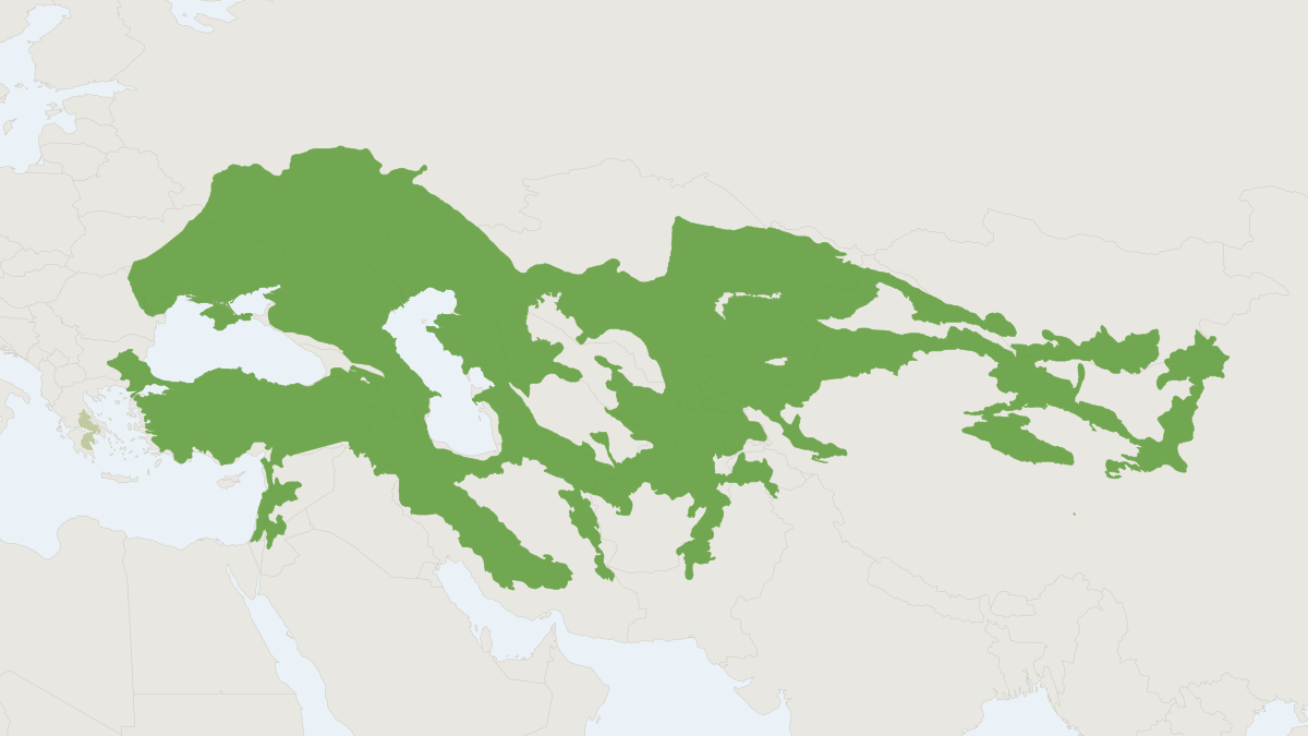 Range map of the Grey Dwarf Hamster (Nothocricetulus migratorius) covering Afghanistan, China and Iran