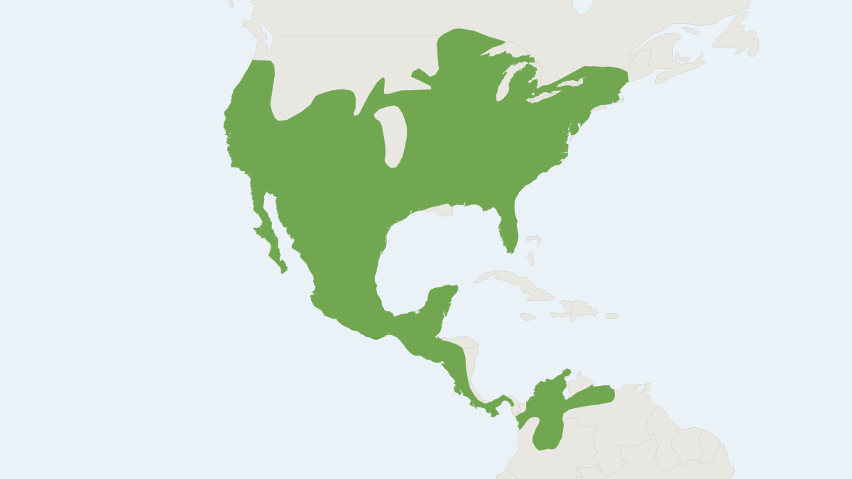 Range map of the Grey Fox (Urocyon cinereoargenteus) covering Canada, Colombia and Mexico