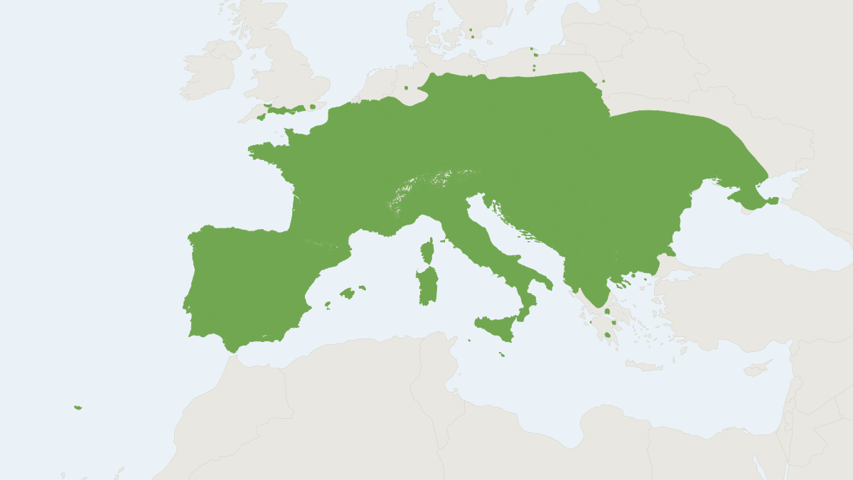 Range map of the Grey Long-eared Bat (Plecotus austriacus)