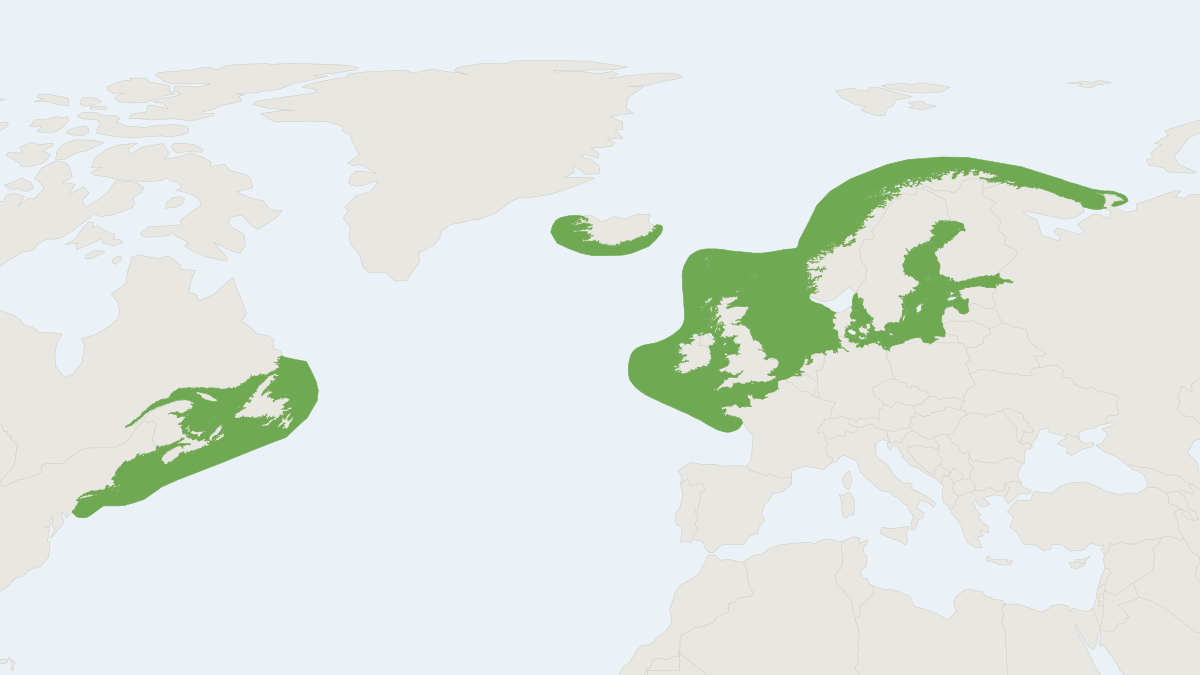 Range map of the Grey Seal (Halichoerus grypus) covering Canada, Estonia and Finland