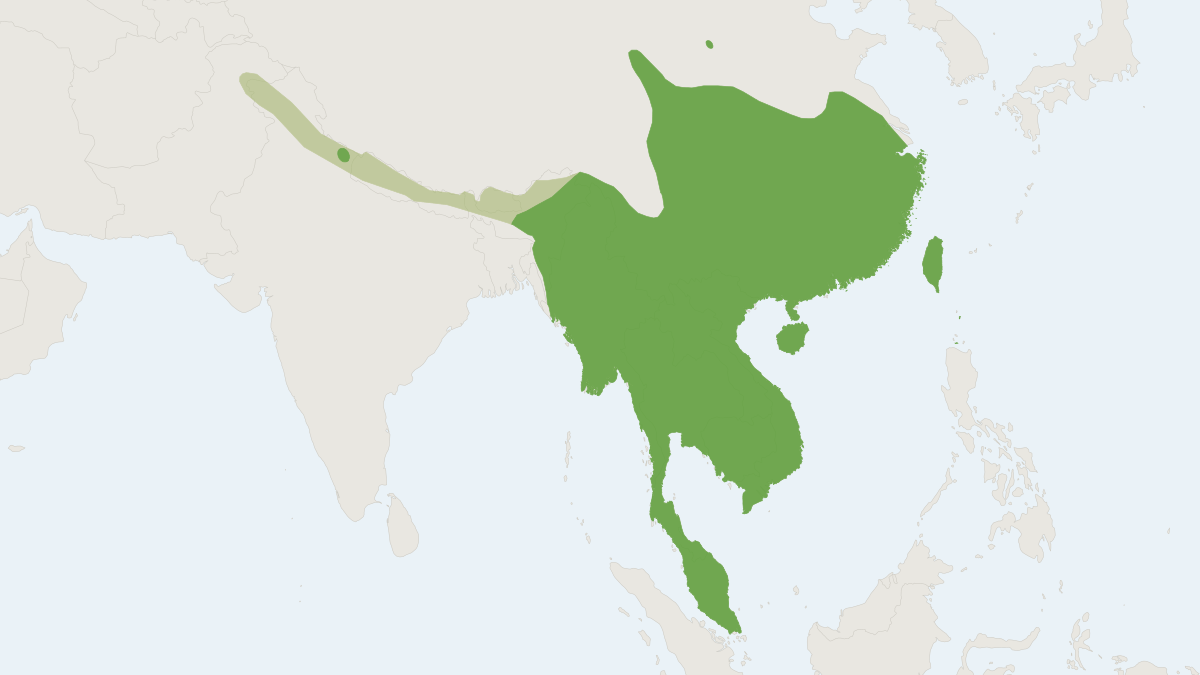 Range map of the Grey Shrew (Crocidura attenuata)