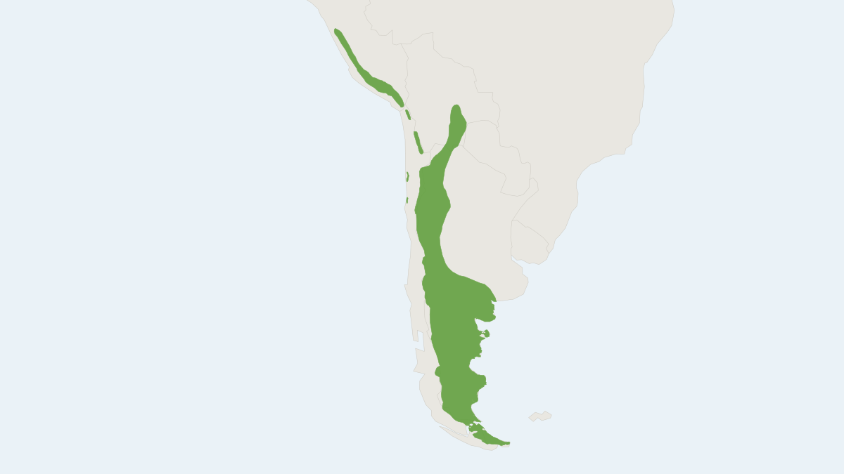 Range map of the Guanaco (Lama guanicoe) covering Argentina, Bolivia and Chile