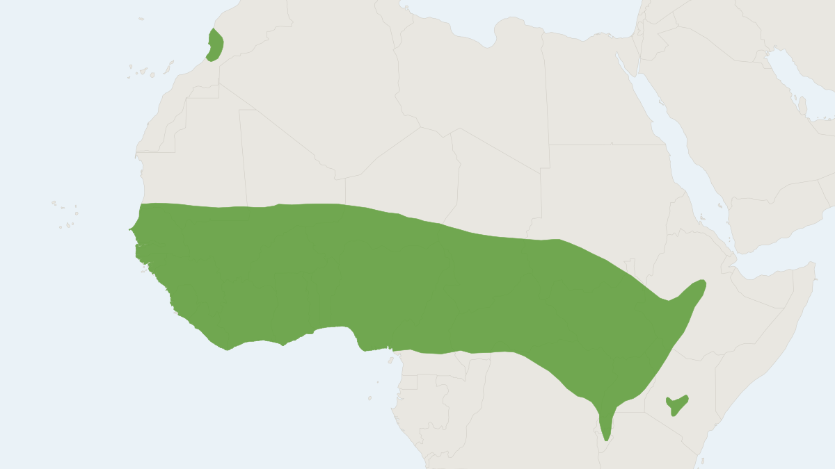 Range map of the Guinea Multimammate Mouse (Mastomys erythroleucus)
