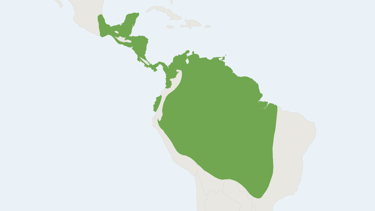 Range map of the Hairy Big-eyed Bat (Chiroderma villosum) covering Belize, Bolivia and Brazil