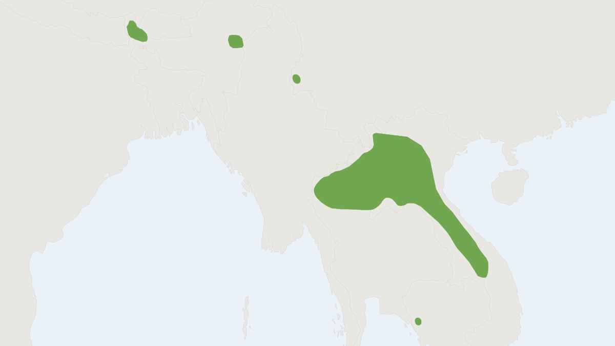Range map of the Hairy-faced Bat (Myotis annectans)
