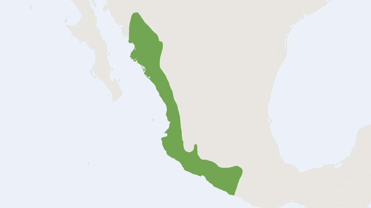 Range map of the Hairy Fruit-eating Bat (Artibeus hirsutus) covering Mexico