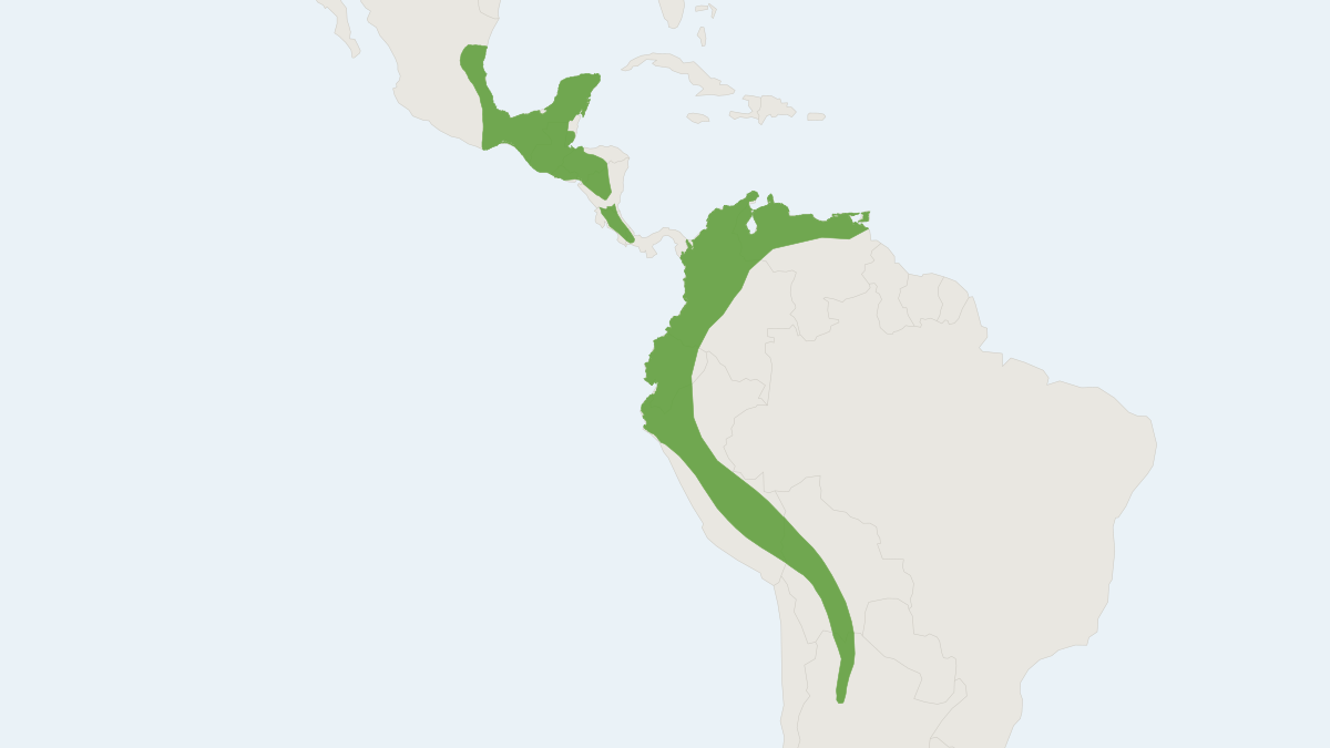 Range map of the Hairy-legged Myotis (Myotis keaysi)