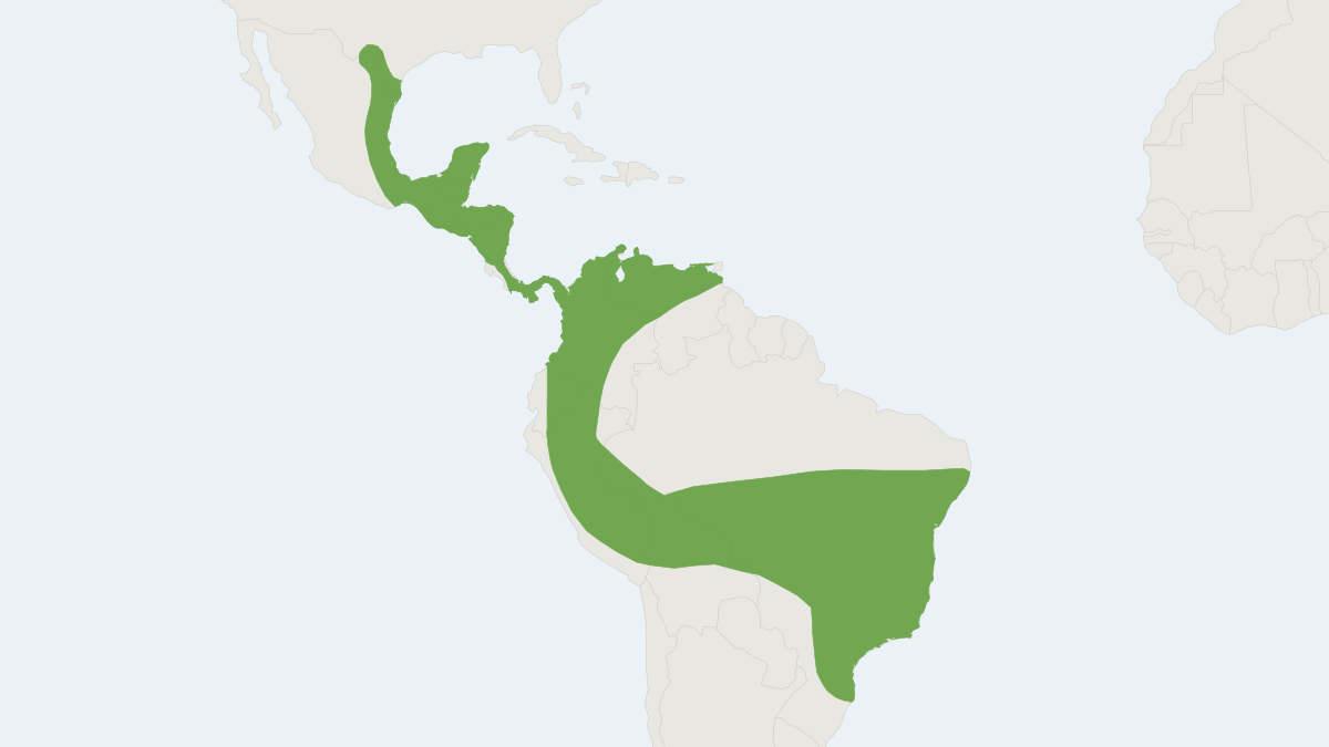 Range map of the Hairy-legged Vampire Bat (Diphylla ecaudata)