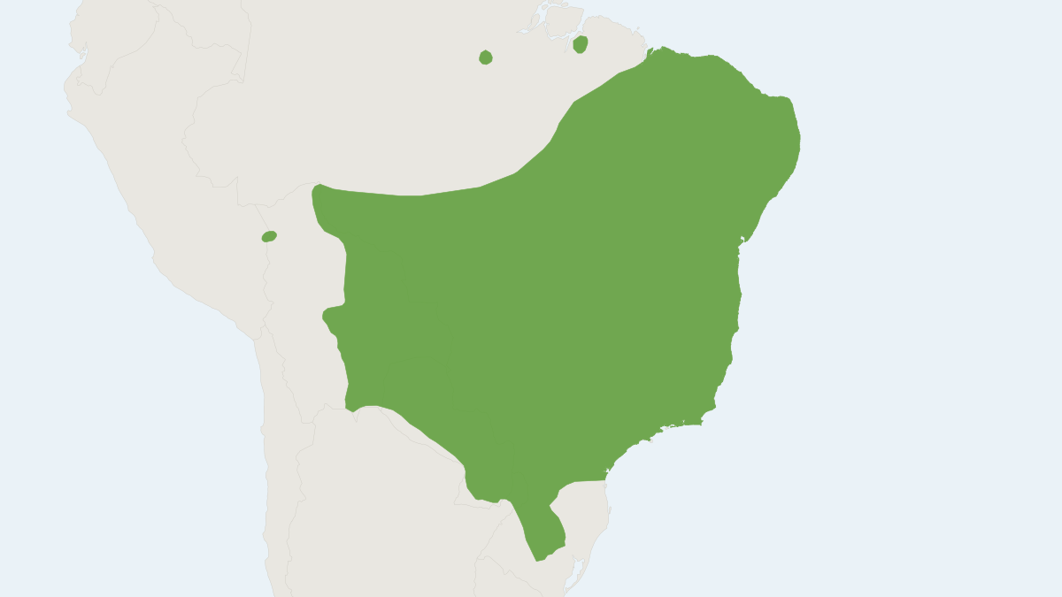 Range map of the Hairy-tailed Bolo Mouse (Necromys lasiurus) covering Argentina, Bolivia and Brazil