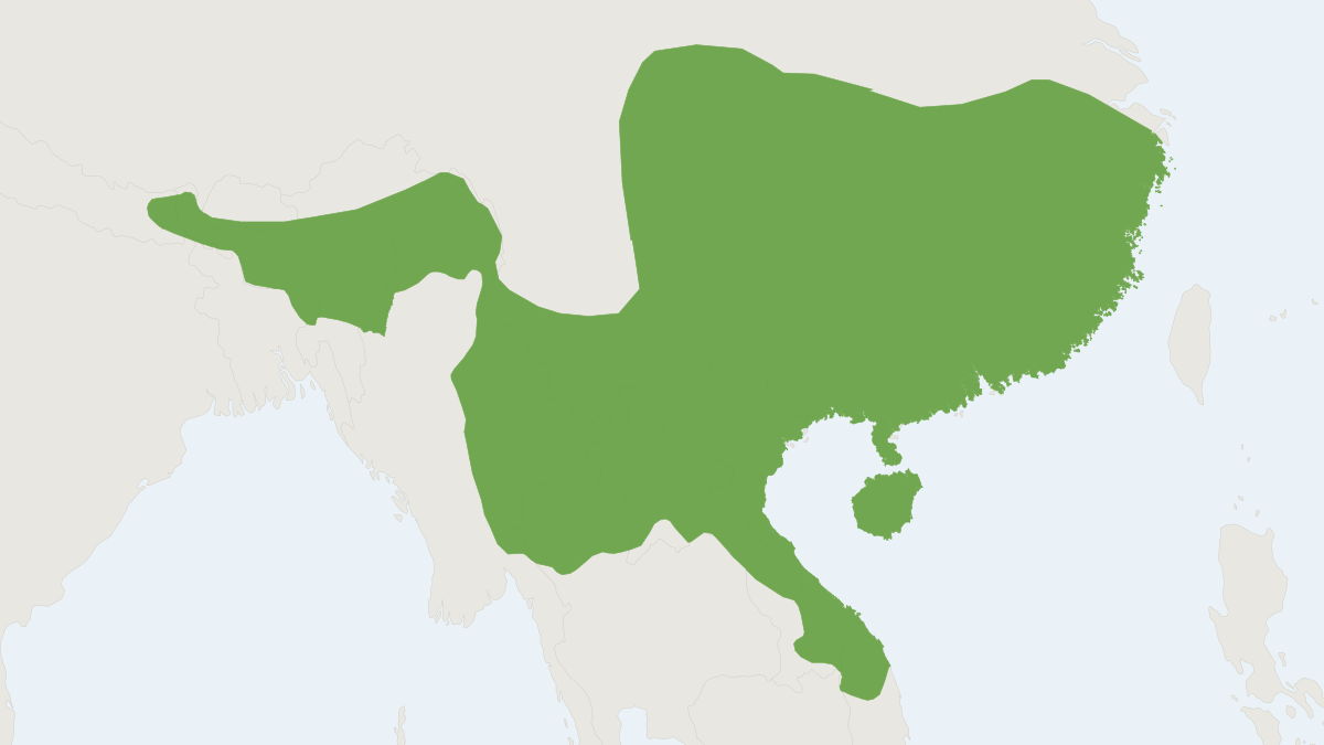 Range map of the Harlequin Bat (Scotomanes ornatus)