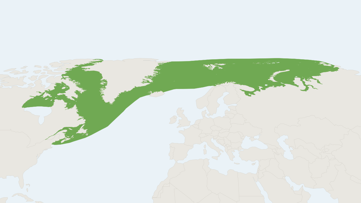 Range map of the Harp Seal (Pagophilus groenlandicus) covering Canada, Greenland and Norway