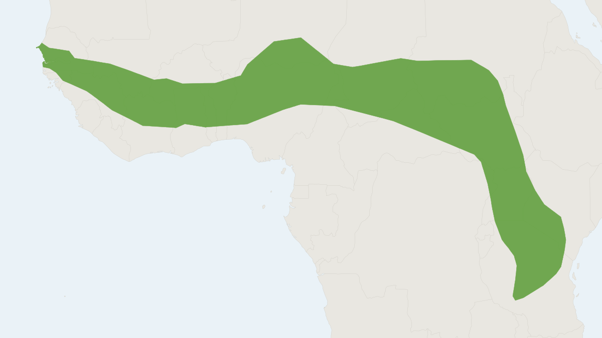 Range map of the Heuglin's Lemniscomys (Lemniscomys zebra)