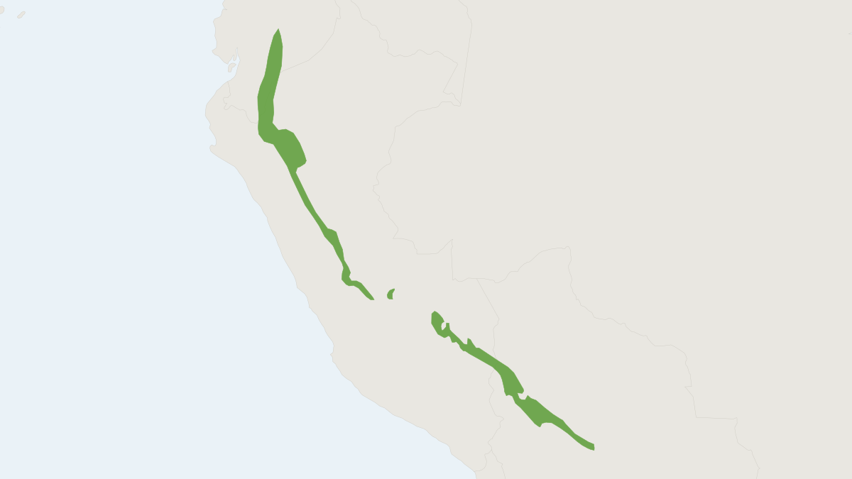 Range map of the Highland Grass Mouse (Akodon aerosus) covering Ecuador and Peru
