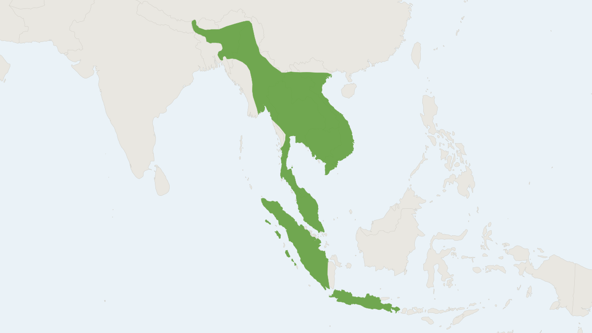 Range map of the Hill Long-tongued Fruit Bat (Macroglossus sobrinus)