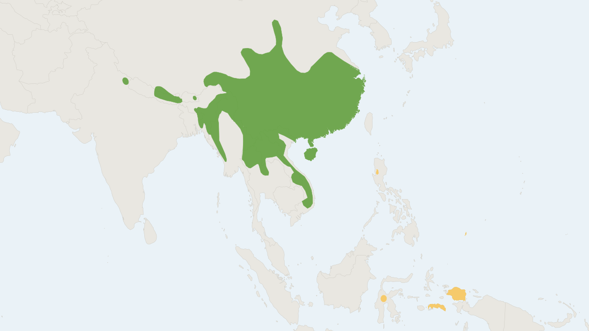 Range map of the Himalayan Field Rat (Rattus nitidus)