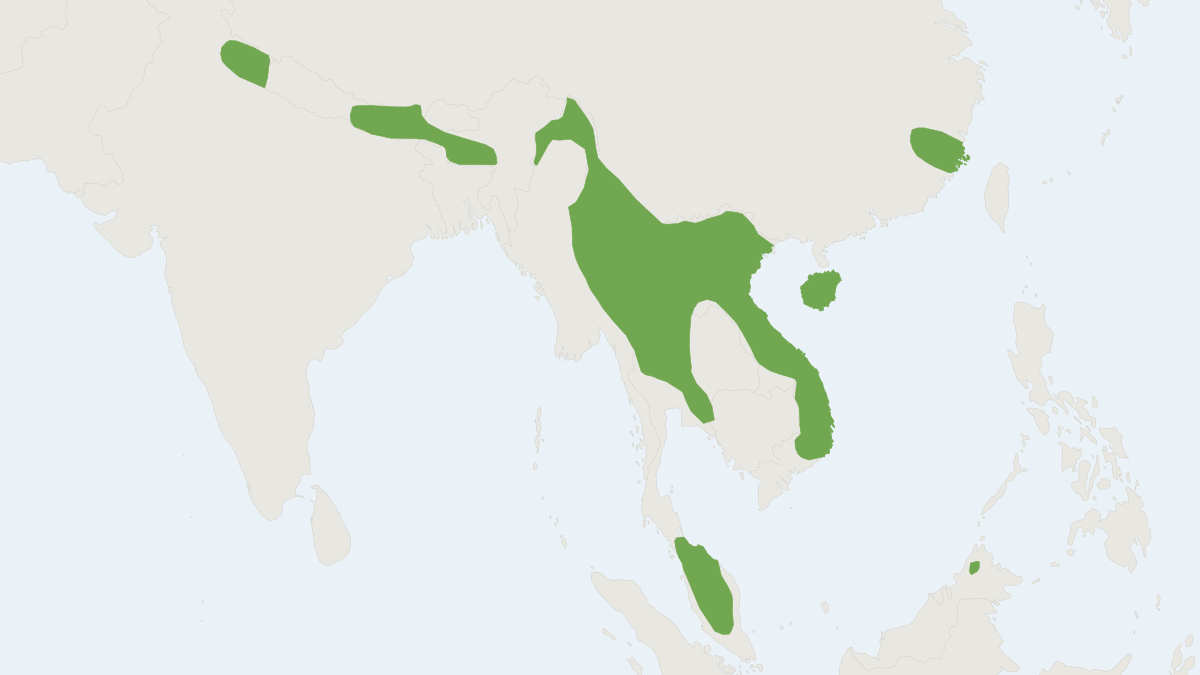 Range map of the Himalayan Whiskered Bat (Myotis siligorensis)