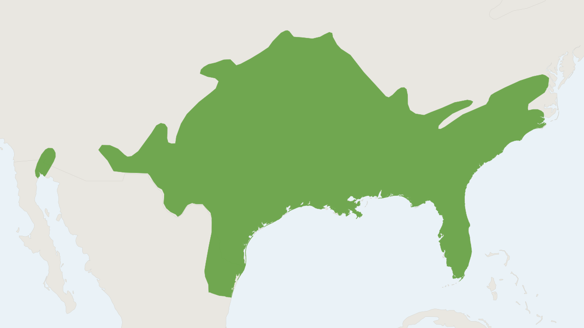 Range map of the Hispid Cotton Rat (Sigmodon hispidus)