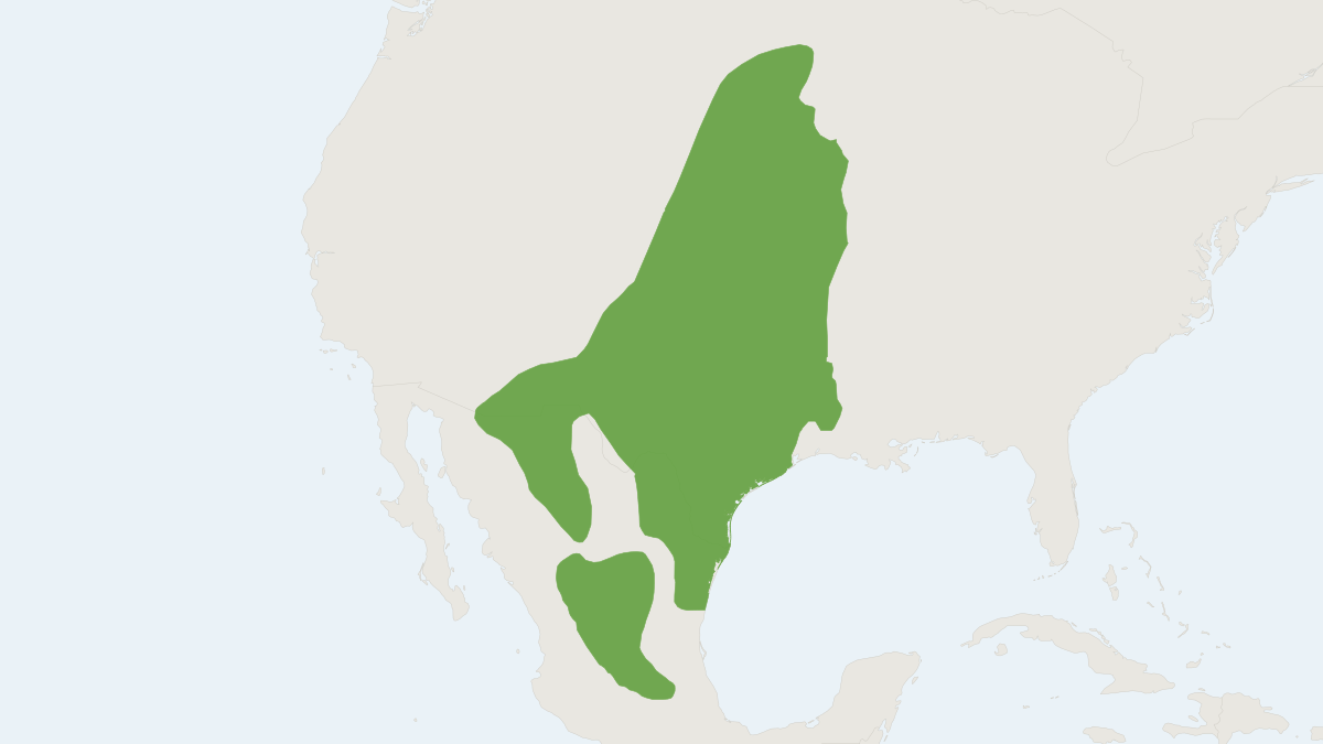 Range map of the Hispid Pocket Mouse (Chaetodipus hispidus) covering Mexico and United States